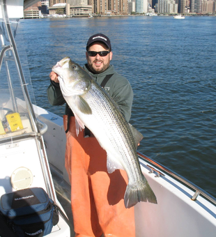 Striped Bass: NYC's finest catch